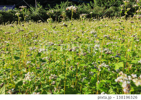 里山の畑に群生する白いソバの花と実 里山の畑に群生する白いソバの花と実 138196326