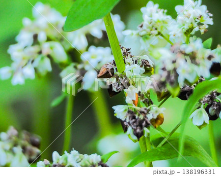 畑で咲く白いソバの花と加工される実 畑で咲く白いソバの花と加工される実 138196331