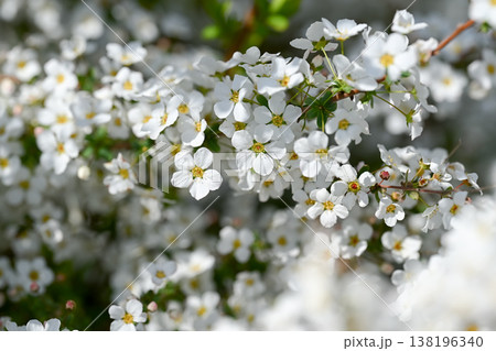 ユキヤナギの花 138196340