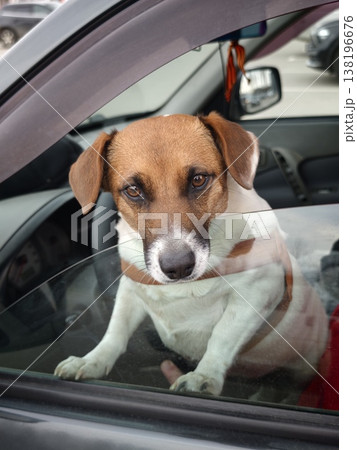 Dog sits in car and looks out window while waiting for owner 138196676