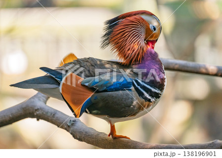 Exotic Mandarin Duck displaying its stunning colorful plumage while resting on a wooden branch outdoors Exotic Mandarin Duck displaying its stunning colorful plumage while resting on a wooden branch outdoors 138196901