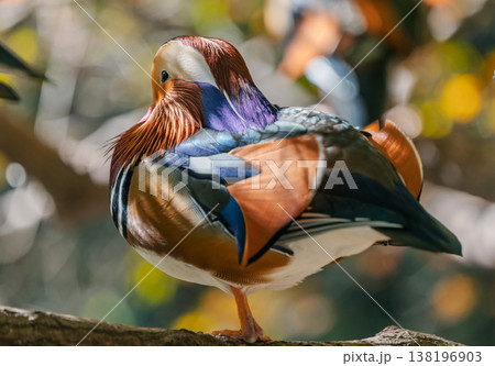 A colorful male Mandarin duck stands peacefully on a sturdy tree branch during the day. 138196903