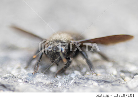Carpenter bee resting on concrete surface Carpenter bee resting on concrete surface 138197101