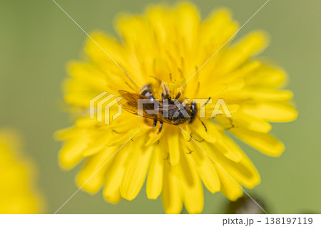 Bee collecting golden pollen on yellow flower Bee collecting golden pollen on yellow flower 138197119