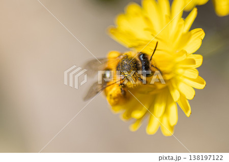 Bee covered in pollen working on yellow florets 138197122
