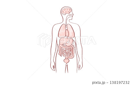 Internal Organs Sketch Internal Organs Sketch 138197232