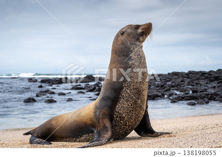 Sea Lion Posing on Playa Loberia Beach Sea Lion Posing on Playa Loberia Beach 138198055