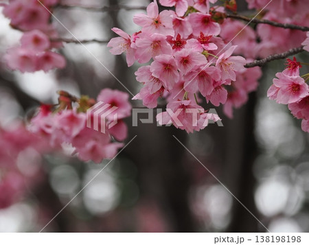 ピンクの桜満開に咲く ピンクの桜満開に咲く 138198198