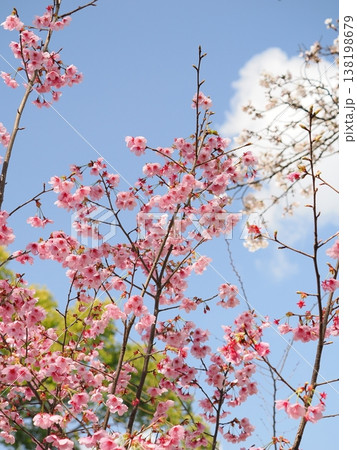 春を知らせる桃色緑の葉白い雲と青い空 138198679
