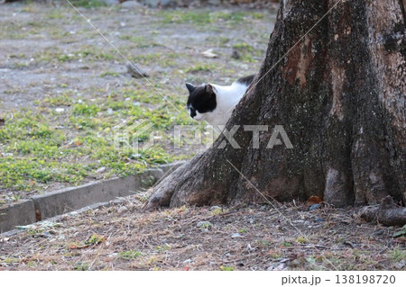 木の裏から出てくる猫 木の裏から出てくる猫 138198720