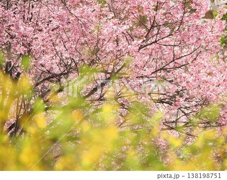 春満開レンギョウと桜の花 春満開レンギョウと桜の花 138198751