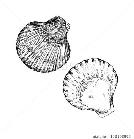 Vector illustration of two scallop shells in black line art. Detailed engraving style with fine contours. Ideal for marine themes, logos, packaging, prints, or coastal design projects Vector illustration of two scallop shells in black line art. Detailed engraving style with fine contours. Ideal for marine themes, logos, packaging, prints, or coastal design projects 138198996