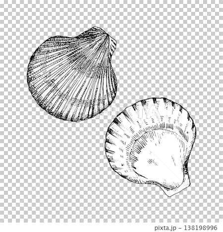 Vector illustration of two scallop shells in black line art. Detailed engraving style with fine contours. Ideal for marine themes, logos, packaging, prints, or coastal design projects 138198996