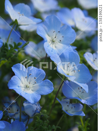 春イメージ　ネモフィラ（Nemophila） 138199221