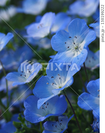 春イメージ　ネモフィラ（Nemophila） 138199222
