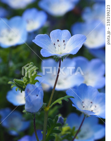 春イメージ ネモフィラ(Nemophila) 春イメージ ネモフィラ(Nemophila) 138199223