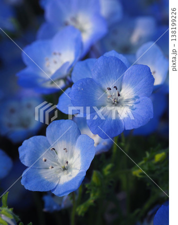 春イメージ ネモフィラ(Nemophila) 春イメージ ネモフィラ(Nemophila) 138199226
