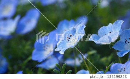 春イメージ　ネモフィラ（Nemophila） 138199238