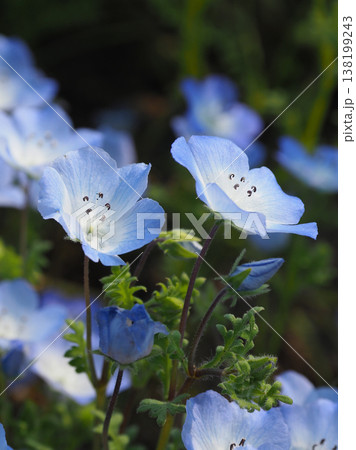 春イメージ ネモフィラ(Nemophila) 春イメージ ネモフィラ(Nemophila) 138199243
