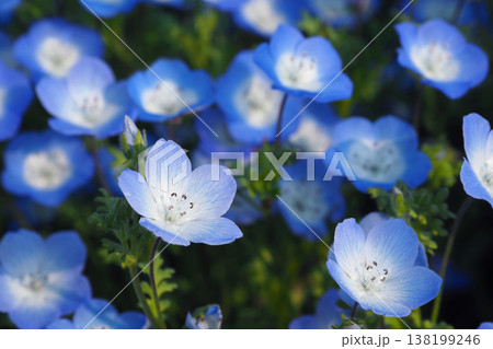 春イメージ　ネモフィラ（Nemophila） 138199246