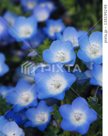 春イメージ ネモフィラ(Nemophila) 春イメージ ネモフィラ(Nemophila) 138199249