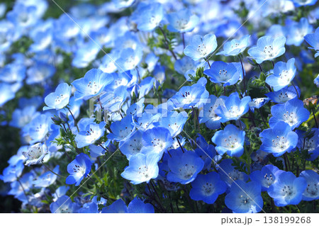 春イメージ　ネモフィラ（Nemophila） 138199268