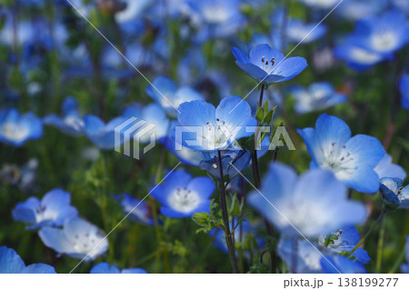 春イメージ　ネモフィラ（Nemophila） 138199277