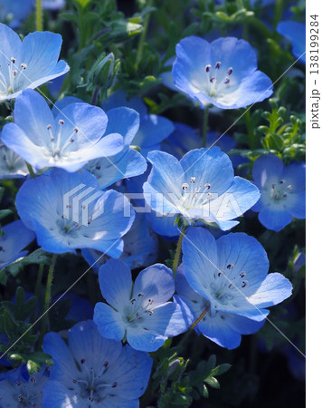 春イメージ　ネモフィラ（Nemophila） 138199284