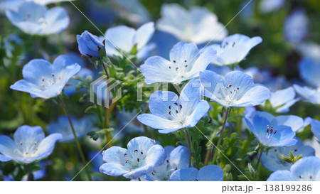 春イメージ　ネモフィラ（Nemophila） 138199286