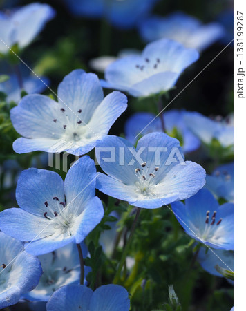 春イメージ ネモフィラ(Nemophila) 春イメージ ネモフィラ(Nemophila) 138199287