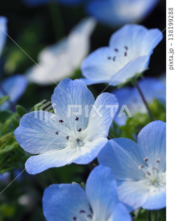 春イメージ　ネモフィラ（Nemophila） 138199288