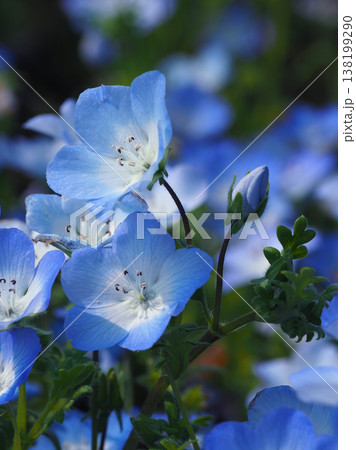 春イメージ　ネモフィラ（Nemophila） 138199290