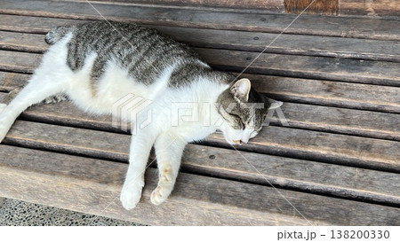 ベンチで眠る猫 ベンチで眠る猫 138200330