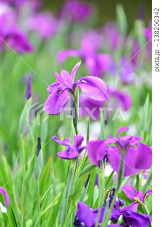 ハナショウブ/花菖蒲/Japanese iris 138200342