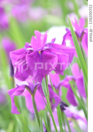 ハナショウブ/花菖蒲/Japanese iris 138200352