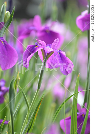 ハナショウブ/花菖蒲/Japanese iris ハナショウブ/花菖蒲/Japanese iris 138200358