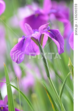 ハナショウブ/花菖蒲/Japanese iris 138200359