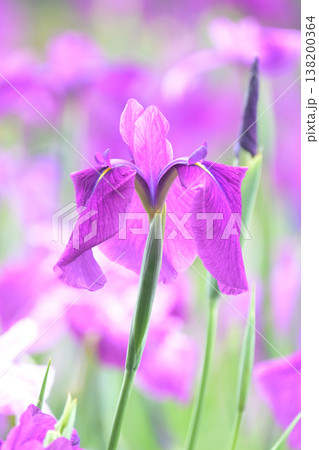 ハナショウブ/花菖蒲/Japanese iris 138200364