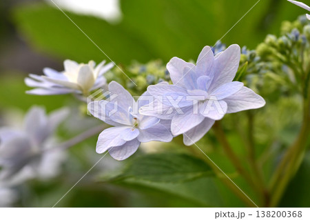 ハナショウブ/花菖蒲/Japanese iris 138200368