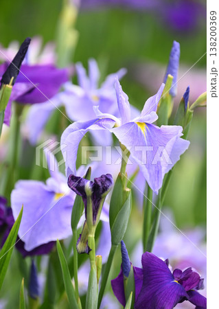 ハナショウブ/花菖蒲/Japanese iris ハナショウブ/花菖蒲/Japanese iris 138200369