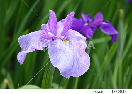 ハナショウブ/花菖蒲/Japanese iris ハナショウブ/花菖蒲/Japanese iris 138200372