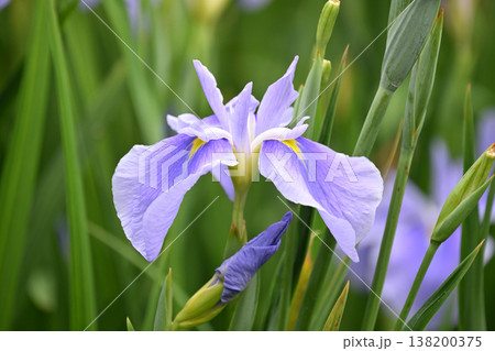 ハナショウブ/花菖蒲/Japanese iris ハナショウブ/花菖蒲/Japanese iris 138200375