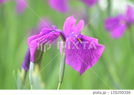 ハナショウブ/花菖蒲/Japanese iris ハナショウブ/花菖蒲/Japanese iris 138200386