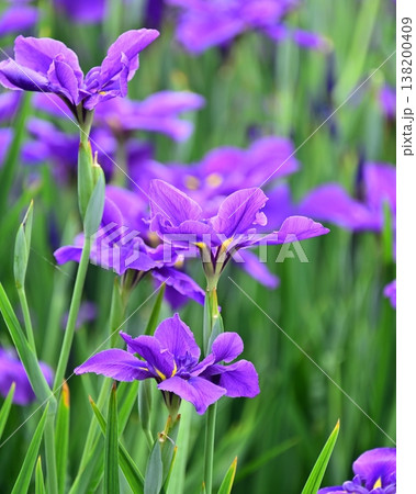 ハナショウブ/花菖蒲/Japanese iris 138200409