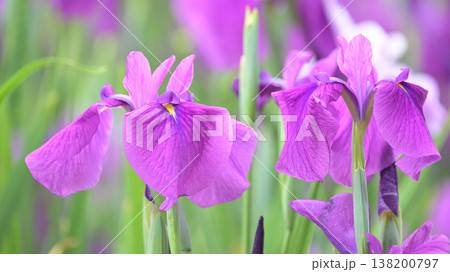ハナショウブ/花菖蒲/Japanese iris ハナショウブ/花菖蒲/Japanese iris 138200797