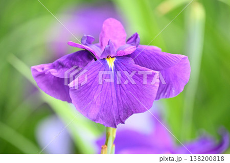 ハナショウブ/花菖蒲/Japanese iris 138200818