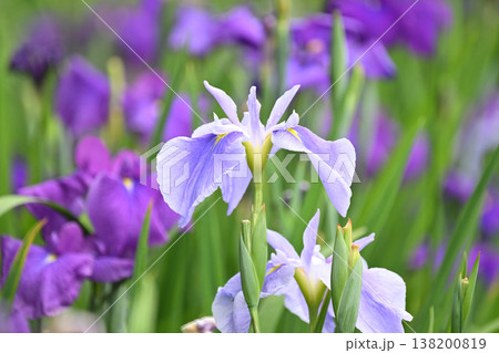 ハナショウブ/花菖蒲/Japanese iris 138200819