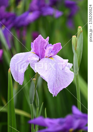 ハナショウブ/花菖蒲/Japanese iris 138200824