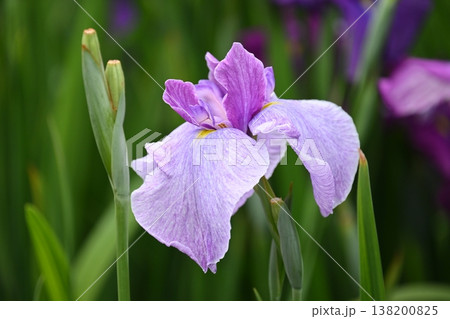 ハナショウブ/花菖蒲/Japanese iris 138200825
