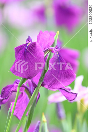 ハナショウブ/花菖蒲/Japanese iris 138200826
